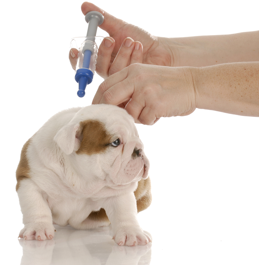 dog getting vaccinated