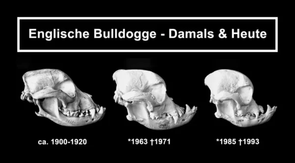 qualzucht-englische-bulldogge-1024x566-1-600x332