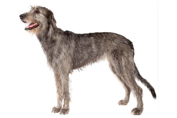 Irish Wolfhound