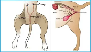 عقیم-سازی-سگ