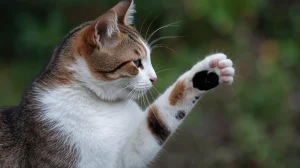 سن بلوغ گربهها – همراه پت ۱۴۰۴