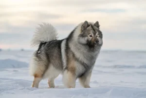 کیز هاند – همراه پت ۱۴۰۴