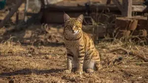 تاریخچه گربه – همراه پت ۱۴۰۴