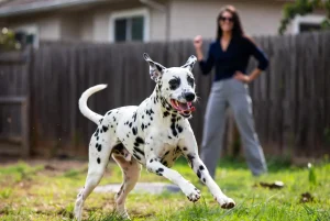 دالماسین – همراه پت ۱۴۰۴