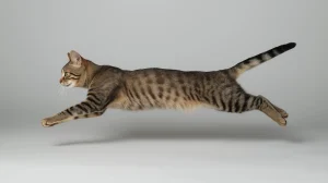 دم گربه – همراه پت ۱۴۰۴