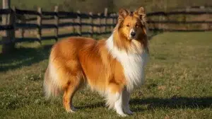 راف کولی – همراه پت ۱۴۰۴