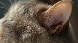 شنوایی گربه – همراه پت ۱۴۰۴