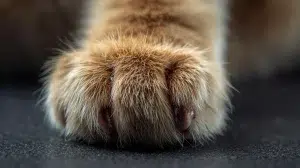 ناخن گربه – همراه پت ۱۴۰۴