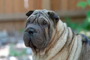 چاینیز شارپی – همراه پت ۱۴۰۴