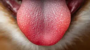 چشایی گربه – همراه پت ۱۴۰۴