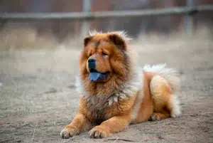 چو چو – همراه پت ۱۴۰۴