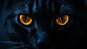 گیرنده‌های حسی گربه – همراه پت ۱۴۰۴