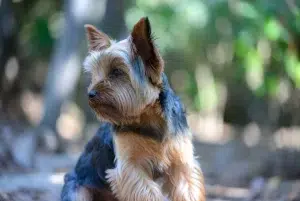 یورکشایر تریر –همراه پت ۱۴۰۴