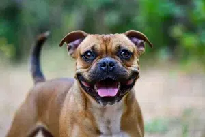 استافوردشایر بول تریر – همراه پت ۱۴۰۴