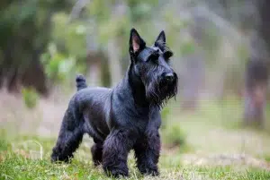 اسکاتیش تریر – همراه پت ۱۴۰۴