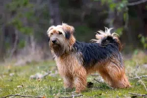 اسکای تریر – همراه پت ۱۴۰۴