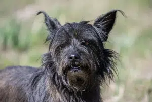 افنپینچر – همراه پت ۱۴۰۴