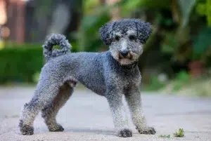 بدلینگتون تریر – همراه پت ۱۴۰۴