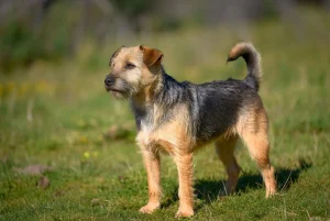 بردر تریر – همراه پت ۱۴۰۴