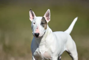 بول تریر – همراه پت ۱۴۰۴