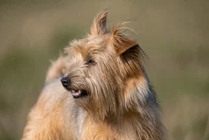 دندی دینمونت تریر –همراه پت ۱۴۰۴