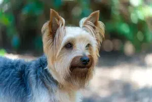 سیلکی تریر – همراه پت ۱۴۰۴