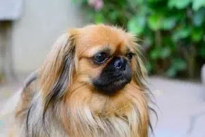 شی تزو – همراه پت ۱۴۰۴