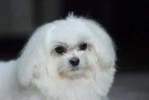 مالتیز – همراه پت ۱۴۰۴