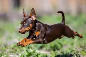 مینیاتوری پینچر –همراه پت ۱۴۰۴