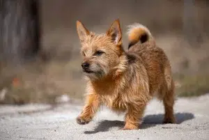 نوریچ تریر – همراه پت ۱۴۰۴