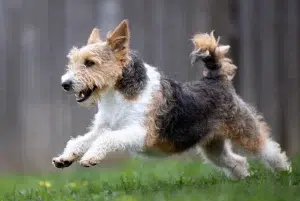 وایرهایر فاکس تریر – همراه پت ۱۴۰۴