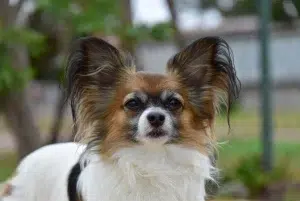 پاپیون – همراه پت ۱۴۰۴