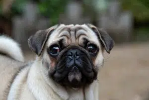 پاگ – همراه پت ۱۴۰۴