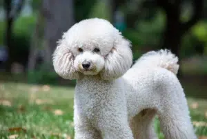 پودل – همراه پت ۱۴۰۴