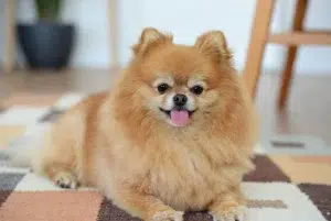 پومرانین – همراه پت ۱۴۰۴