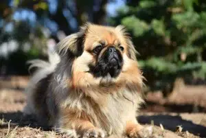 پکینیز – همراه پت ۱۴۰۴