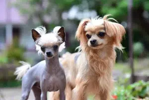 چاینیز کرستد – همراه پت ۱۴۰۴