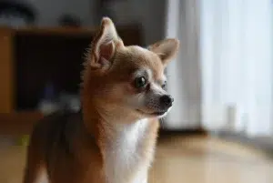 چی_هواهوا – همراه پت ۱۴۰۴