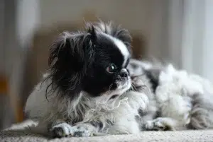 ژاپنیز چین – همراه پت ۱۴۰۴