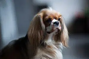 کاوالیر کینگ چارلز اسپانیل –همراه پت ۱۴۰۴