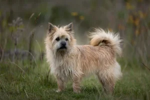 کایرن تریر – همراه پت ۱۴۰۴