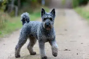 کری بلو تریر – همراه پت ۱۴۰۴