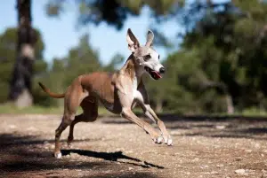 یتالین گریهاوند – همراه پت ۱۴۰۴